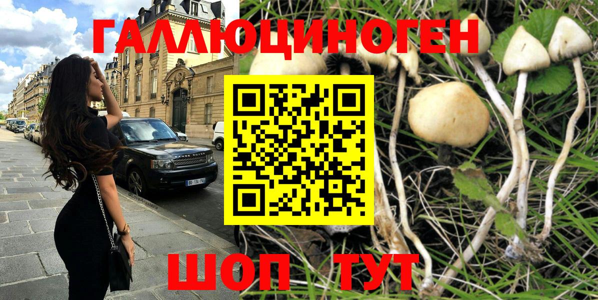 Псилоцибиновые грибы Psilocybine cubensis Алейск